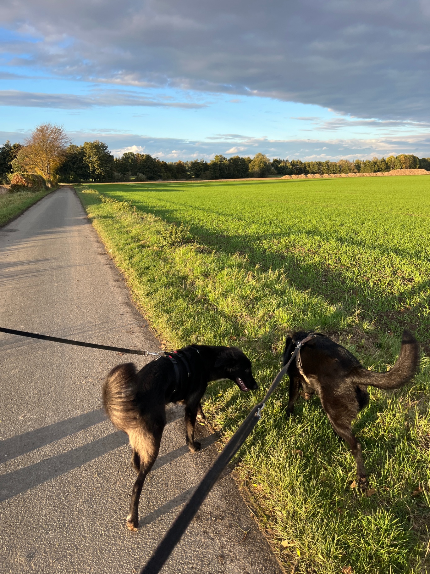 die Hunde Lina und Charles auf einem Feldweg